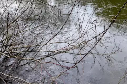 Zwischen Winter und Frühling: Weidenkätzchen vor gefrorenem Wasser.