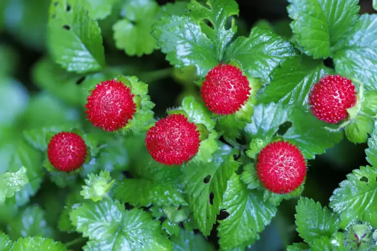 Walderdbeeren schmecken unvergleichlich aromatisch, neigen aber dazu, sich im Garten auszubreiten. 