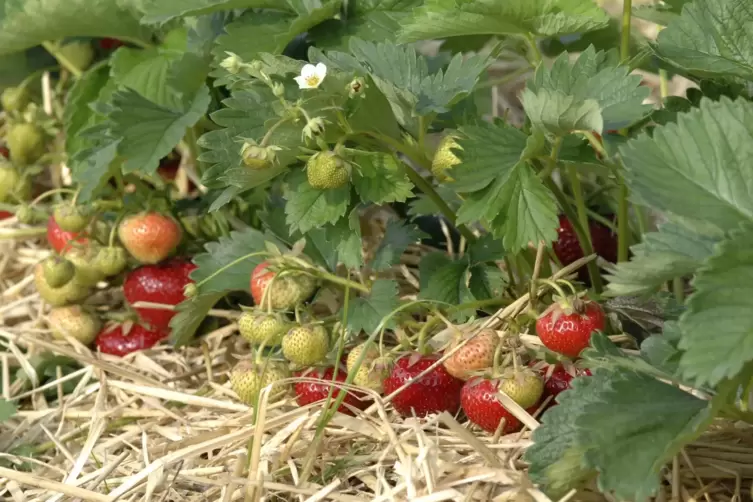 Die Fr&uuml;chte sollten mit Stroh oder H&auml;ckselgut unterlegt werden, um F&auml;ulnis und Schimmel zu vermeiden. 