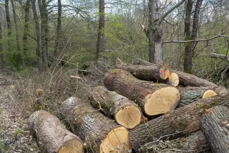 Ein Forstwirt tue weit mehr als Bäume Fällen und Holz schneiden, betont Gabi Kleinhempel.