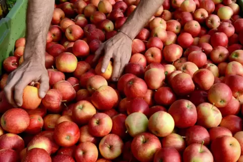 Wenn Obstbauern überleben wollen, brauchen sie gute Produkte, die beim Verbraucher ankommen. 