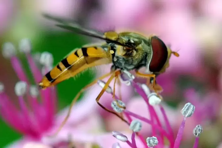 Die Schwebfliege: Erwachsene Tiere brauchen Nektar und Pollen, ihre Larve aber frisst Fleisch. 