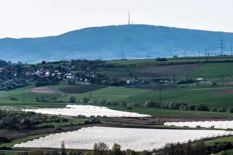 Abgedeckte Erdbeerfelder bei Ebertsheim im Donnersbergkreis. 