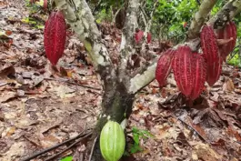 Ein Kakaobaum, veredelt mit einer nicht einheimischen, ertragreichen Sorte (dunkelrot), während auf dem Wurzelstock unterhalb de