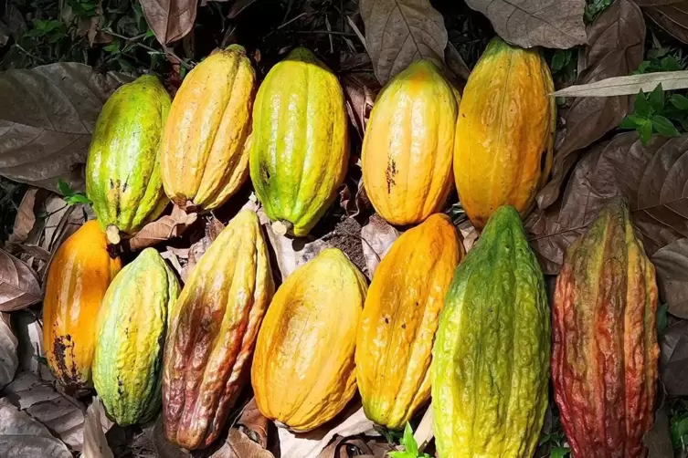 Einheimische Kakaofrüchte in Peru. 