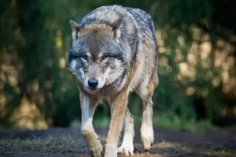In Sachsen wurde eine Hündin von Wölfen getötet. 