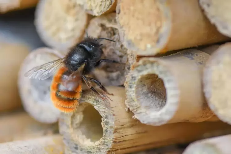 Eine von vielen Ideen: Insektenhotels und Blühwiesen am Freinsheimer Sportplatz.