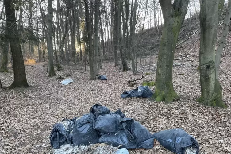 Illegal entsorgter Müll im Wald. 