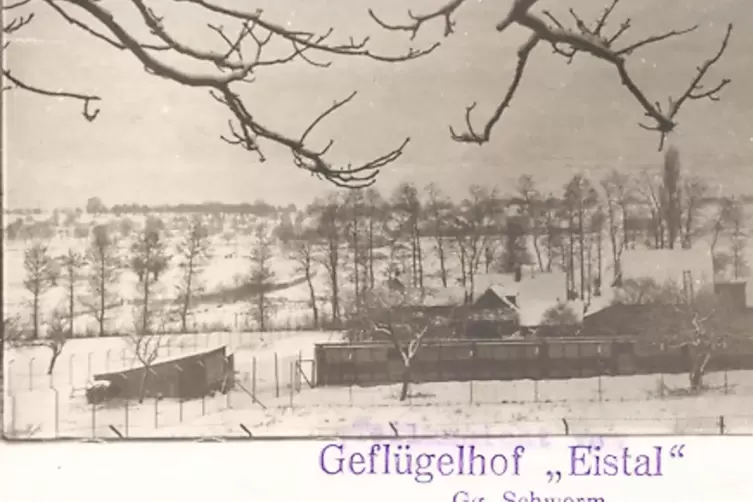 Der Geflügelhof Eistal, im Volksmund „Hinkelmääd“ genannt, war auf dem Gelände, das direkt hinter der Wassergasse folgte. 