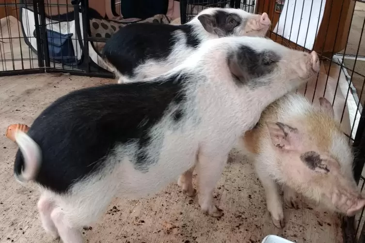 Neue Tierart im Wildpark Rheingönheim: Die drei Mini-Pigs Tick, Trick und Track, sind derzeit noch im Gehege im Eingangsgebäude 