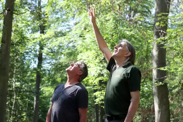 Volker Westermann und Georg Spang beobachten in einem hei&szlig;en Sommer Buchen. Auch diese Baumart macht schlapp. 