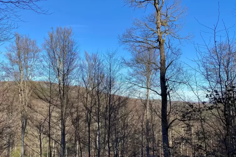Am Nordhang des Wildensteiner Tals mit Blick auf den S&uuml;den: Hier sterben in gro&szlig;em Stil Buchen und Eichen ab. 