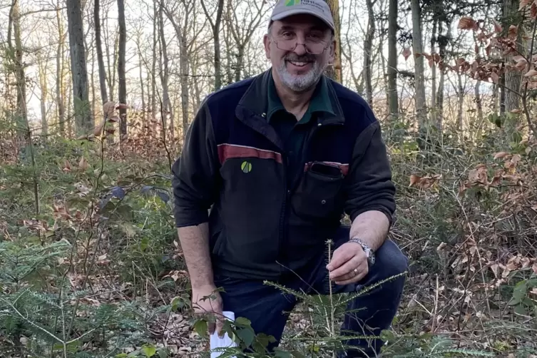 145.000 Wei&szlig;tannen auf einem Hektar: Den vielleicht vielversprechendsten Versuch von Naturverj&uuml;ngung zeigt Wolfgang Seither.  