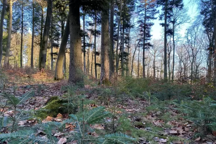 Im Revier Haide bei Kirchheimbolanden setzt F&ouml;rster Wolfgang Seither auf Naturverj&uuml;ngung. Hier auf dem Foto sind viele kleine We