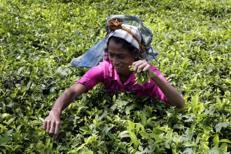 Teepflückerin auf Sri Lanka.