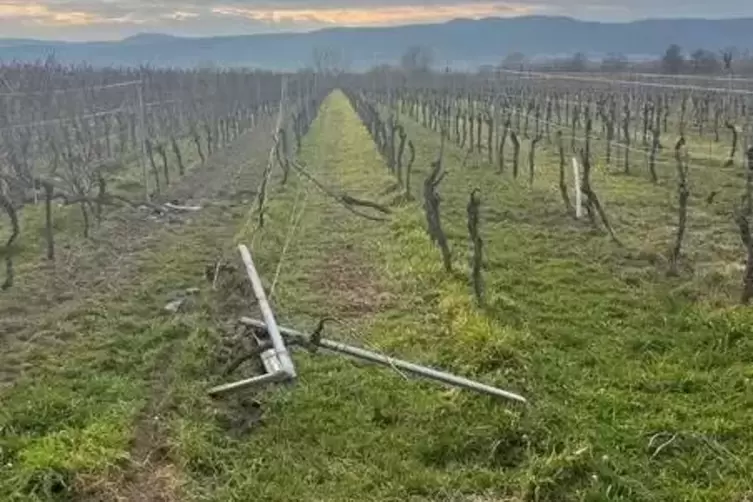 Zwischen Niederkirchen und Friedelsheim landete ein unbekannter Fahrer im Weinberg. 