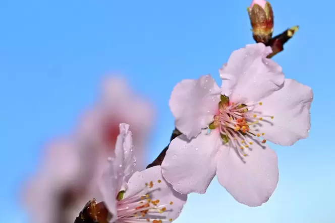 Zur Mandelblüte kommen gerne viele Menschen nach Neustadt.