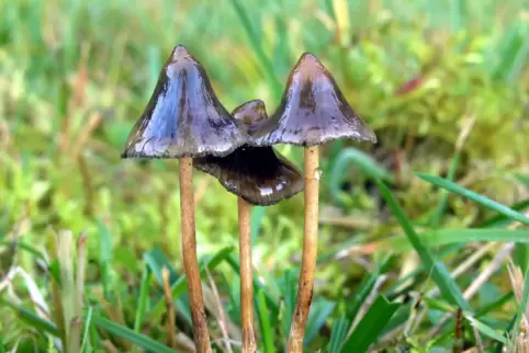 Halluzinogene Pilze: «Magic Mushrooms»