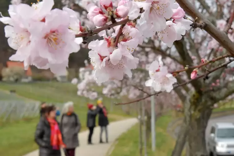 Die Mandelblüten in Gimmeldingen locken schon vor Beginn des Fests einige Besucher an. 