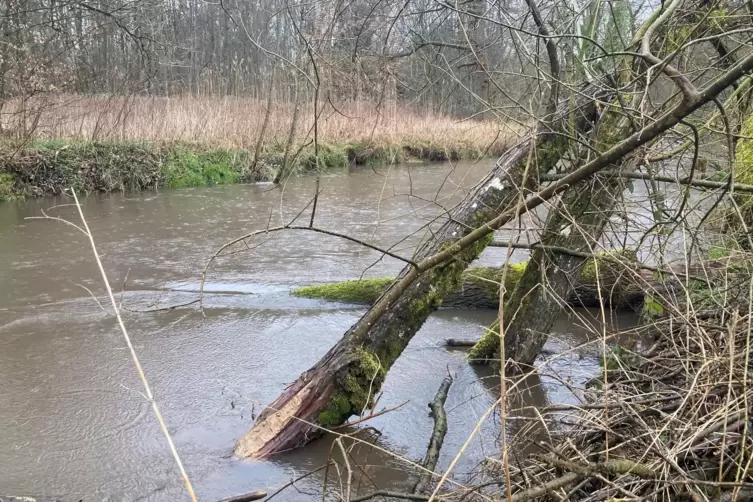 Ein abgenagter Baum liegt aufrecht im Hochwasser der Lauter.