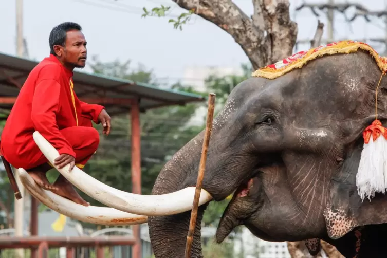 In Thailand werden am 13. März die Elefanten geehrt.