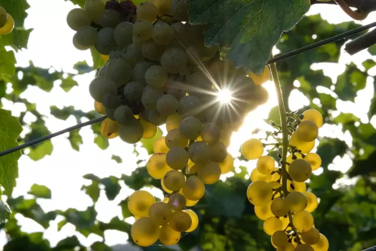 Mehr als ein „zweiter Chardonnay“: der Weißburgunder.