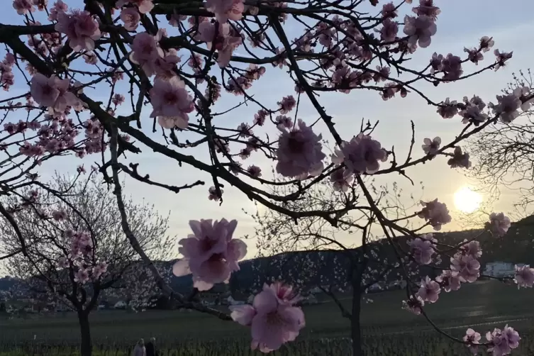 Die Mandelbäume blühen bereis: Am 24. März beginnt das Mandelblütenfest offiziell.