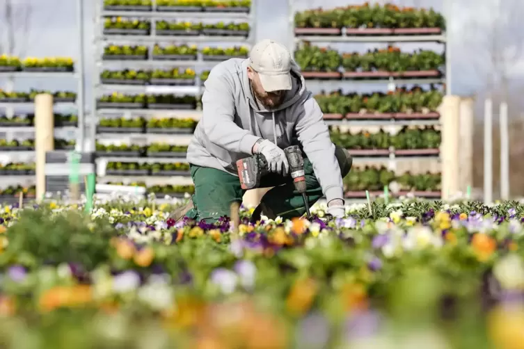 Noch viel zu tun: Ein Gärtner pflanzt Blumen auf dem Gelände der Bundesgartenschau in Mannheim. In knapp vier Wochen ist Eröffnu