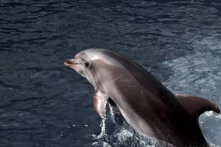 Ein Delfin im Schwarzen Meer. Delfine, die zur Ordnung der Wale gehören, gibt es überall auf der Welt. 