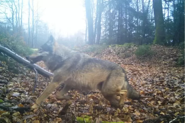 Von einer der Fotofallen aus dem Luchsmonitoring erfasst: Ein Wolf aus dem Gebiet des grenzüberschreitenden Leuscheider Rudels i