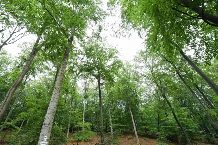 Das Förderprogramm „Klimaangepasstes Waldmanagement“ läuft bis 2026.