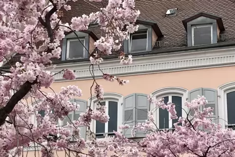 Die Zierkirschen prägen das Bild des Rathausplatzes. 