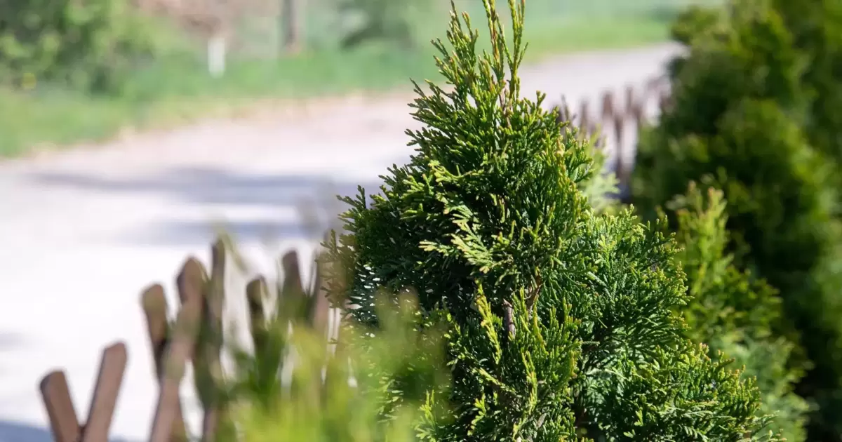 Oberlandesgericht entscheidet: Thuja-Hecke auf eigenem Grundstck darf  entfernt werden - PIRMASENS/ZWEIBRCKEN - DIE RHEINPFALZ