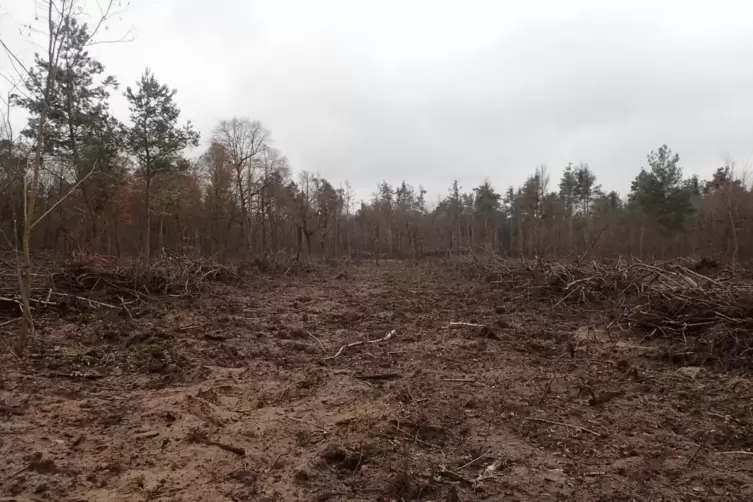  Gewöhnungsbedürftiger Anblick: In den Käfertaler Wald sind riesige Schneisen geschlagen worden. Ein Vertreter des Naturschutzbu