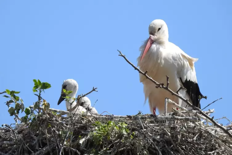 Päuschen vom Füttern: Bornheimer Storch mit keckem Nachwuchs im tonnenschweren Nest. 