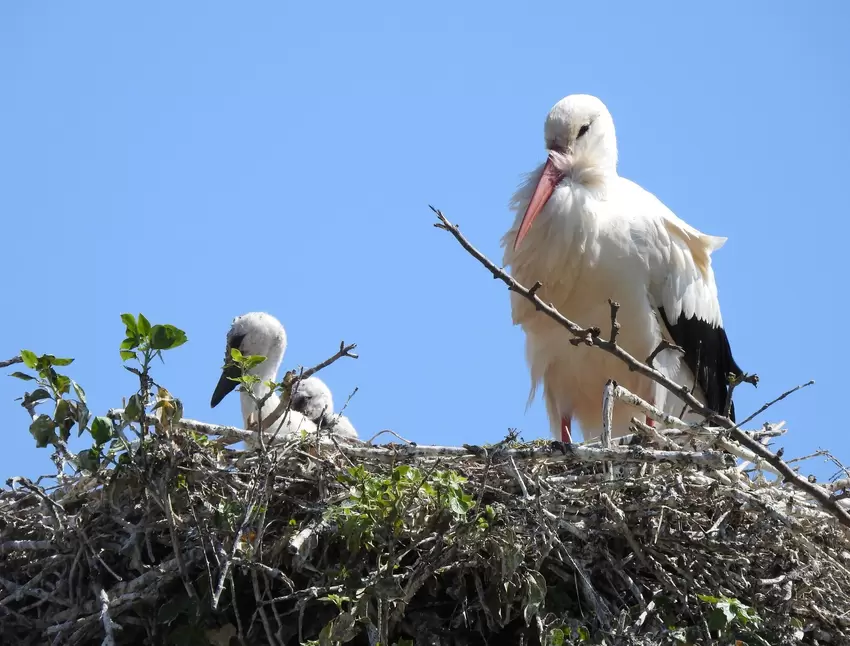 Päuschen vom Füttern: Bornheimer Storch mit keckem Nachwuchs im tonnenschweren Nest.