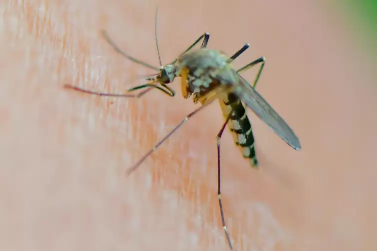 Aedes vexans: „Rheinschnake“ sticht zu.