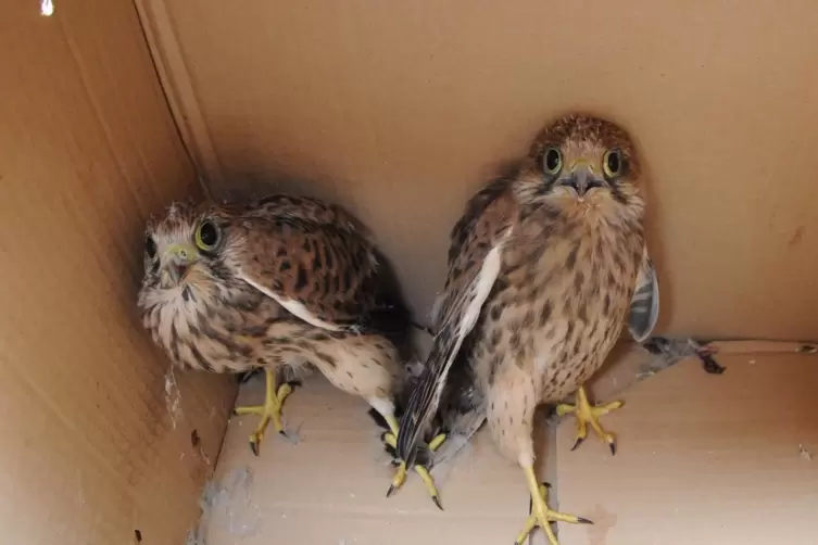  Auch diese Turmfalken-Kinder brauchten Hilfe. In einer Wildtierauffangstation kümmert man sich nun um sie. 