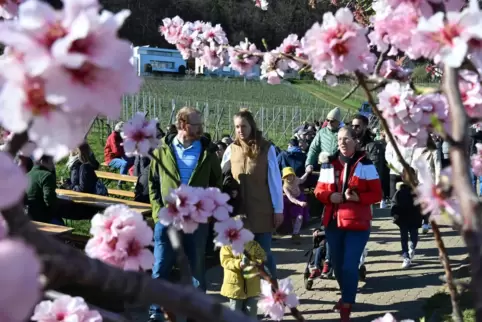 Die Mandelmeile: Gegen Nachmittag lockt die Sonne immer mehr Touristen zum Mandelblütenfest. 