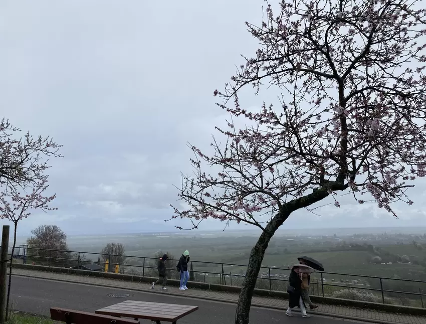 Am Mittag zogen noch heftige Regenschauer über die Mandelmeile.