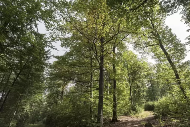 Der Wald stellt in Zeiten des Klimawandels besondere Herausforderungen an Förster.