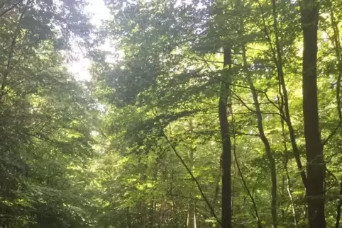 2,5 Hekar des Gemeindewaldes sollen zum Urwald werden. 
