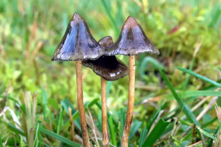 „Magic Mushrooms“ führen zu Rauschzuständen. Neben anderen Drogen wurden auch solche in der Wohnung gefunden. 