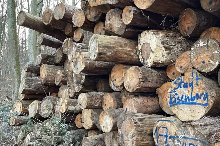 Eisenberg hat einen Holzvorrat von 75.300 Erntefestmetern. Jedes Jahr sollen 5,3 dazu kommen, in Zeiten des Klimawandels halten 