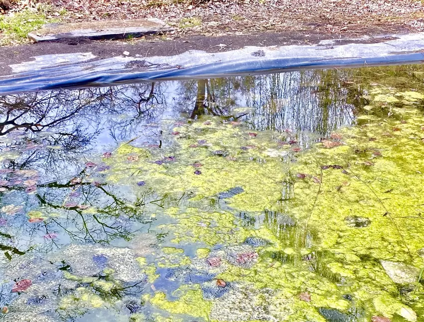 Neben den gelb-grünen Algen schwimmen zahlreiche graue Laichballen von Fröschen in den Teichen.