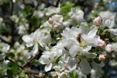 Bienen sind die wichtigsten Bestäuber von Apfelbäumen. 
