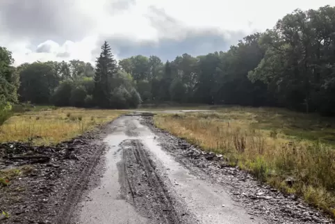 Wird auf dieser Fläche auf dem Langerkopf der Pfälzerwald fragmentiert, wenn man Windkraftanlagen darauf baut? Diese Frage soll 