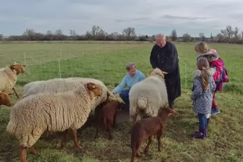 Günter Krapp und seine Schafe mit interessierten Besuchern.