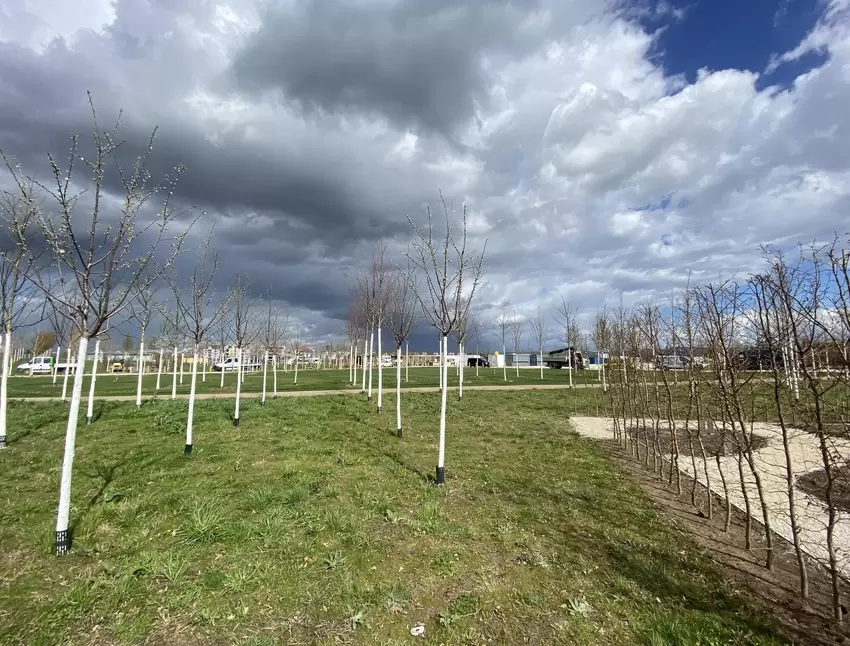 Die Bäume, die auf der Buga gepflanzt wurden, sollen später im Stadtgebiet einen Platz finden.