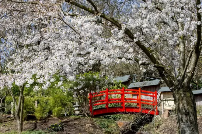Das Markenzeichen des Japanischen Gartens, die rote Brücke, ist jetzt wieder zum »Hanami« von Blüten umgeben.